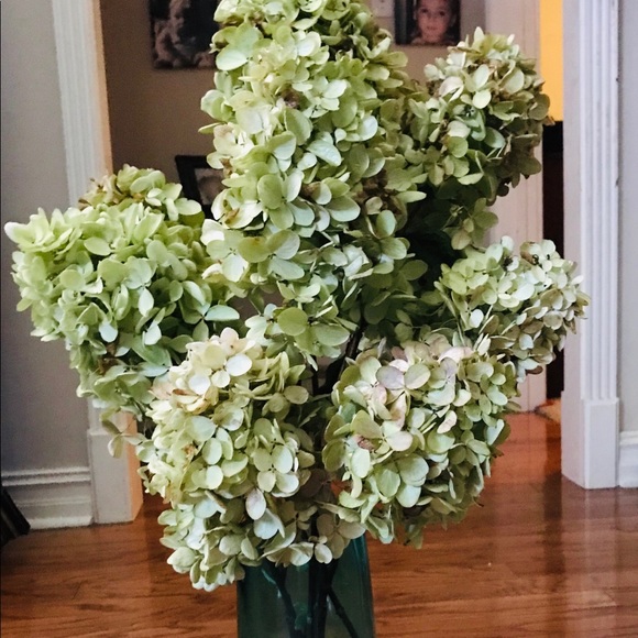 Other - Dried hydrangeas